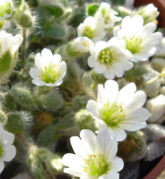 CERASTIUM alpinum var. lanatum (1361)